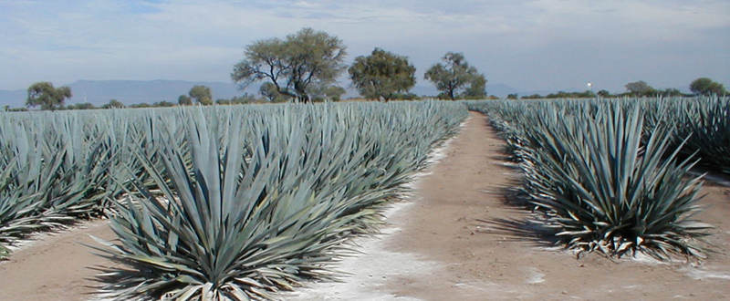 Agrocal
